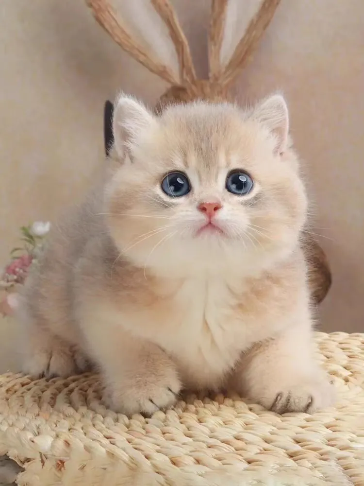 猫舍直销批发价格出售长毛蓝金渐层